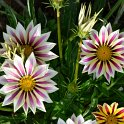 Gazania x splendens 'Big Kiss melange' (2)